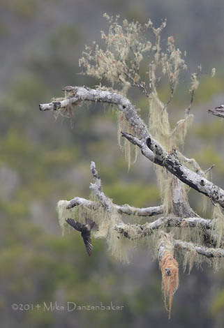 Mascarene Swiftlet (Aerodramus francicus) photo image