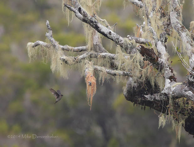 Mascarene Swiftlet (Aerodramus francicus) photo image