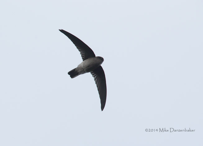 Mascarene Swiftlet (Aerodramus francicus) photo image