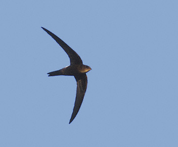 Pacific Swift (Apus pacificus) photo image