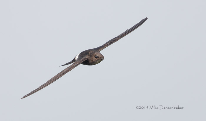 Pacific Swift (Apus pacificus) photo image