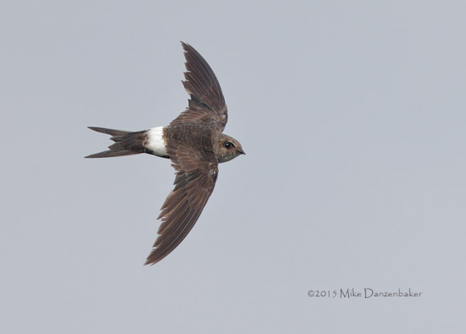 Pacific Swift (Apus pacificus) photo image