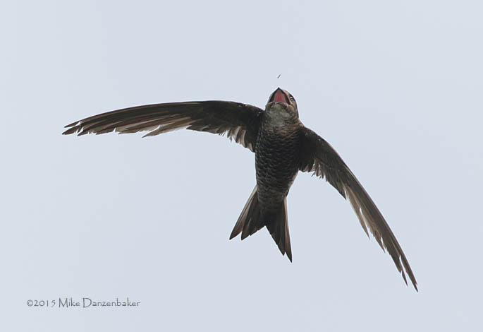 Pacific Swift (Apus pacificus) photo