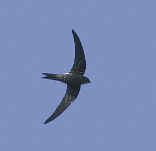 Pacific Swift (Apus pacificus) photo image