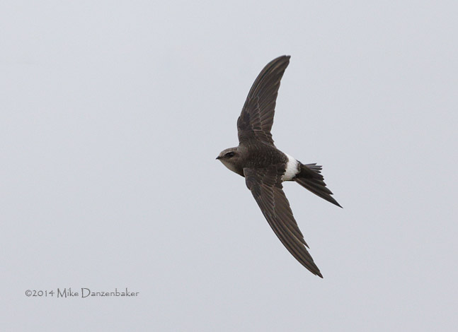 Pacific Swift (Apus pacificus) photo image