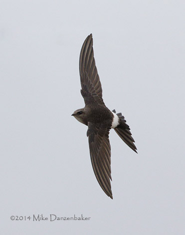 Pacific Swift (Apus pacificus) photo image