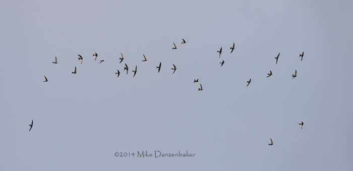 Pacific Swift (Apus pacificus) photo image