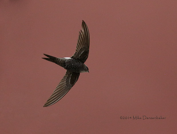 Pacific Swift (Apus pacificus) photo image