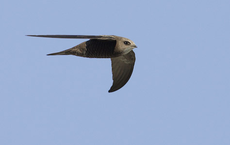 Pallid Swift (Apus pallidus) photo image