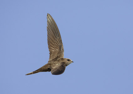 Pallid Swift (Apus pallidus) photo image