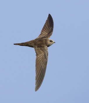 Pallid Swift (Apus pallidus) photo