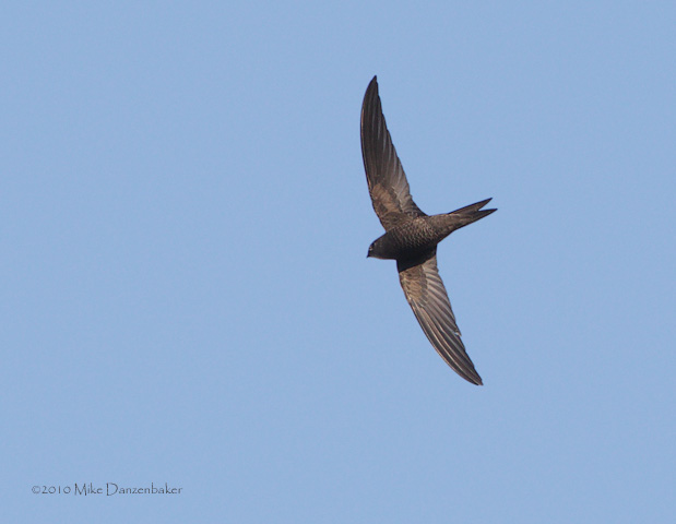 Plain Swift (Apus unicolor) photo image