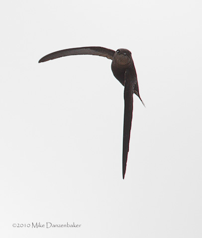 Plain Swift (Apus unicolor) photo image