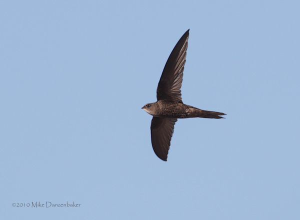 Plain Swift (Apus unicolor) photo image