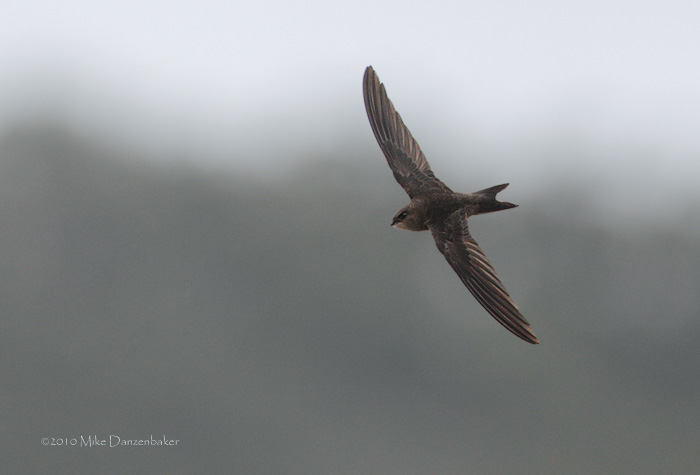 Plain Swift (Apus unicolor) photo