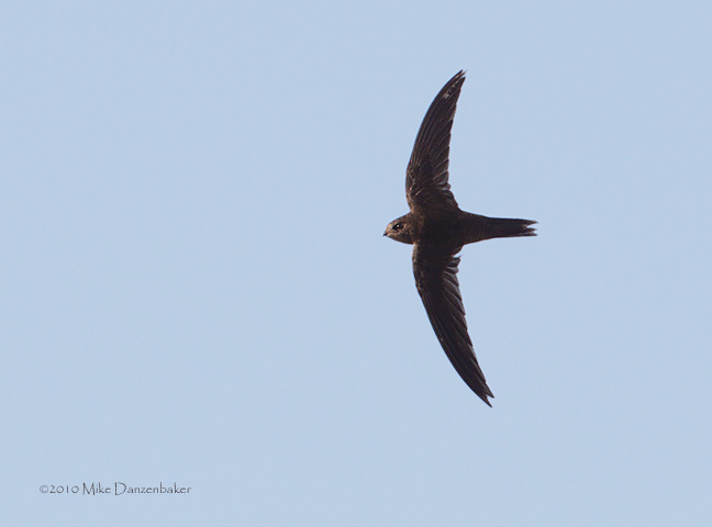 Plain Swift (Apus unicolor) photo image