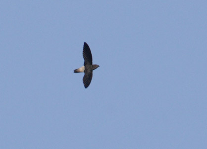 Pale-rumped Swift (Chaetura egregia) photo image