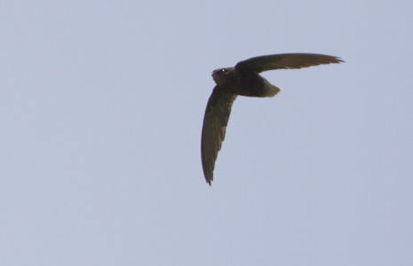 Short-tailed Swift (Chaetura brachyura) photo image