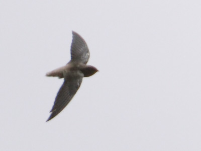 Short-tailed Swift (Chaetura brachyura) photo image
