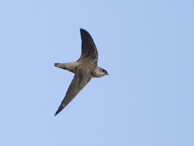 Vaux's Swift (Chaetura vauxi) photo image