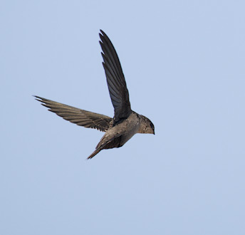Vaux's Swift (Chaetura vauxi) photo image