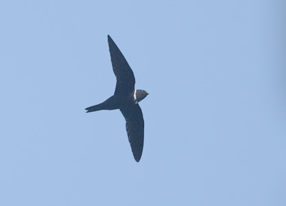 White-collared Swift (Streptoprocne zonaris) photo image