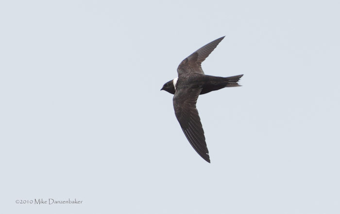 White-collared Swift (Streptoprocne zonaris) photo