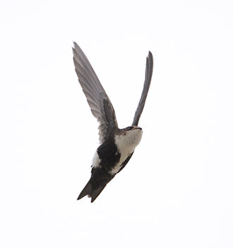White-throated Swift (Aeronautes saxatalis) photo