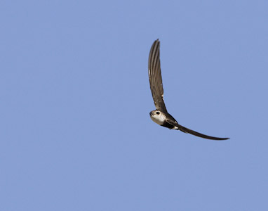 White-throated Swift (Aeronautes saxatalis) photo
