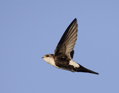 White-throated Swift (Aeronautes saxatalis) photo