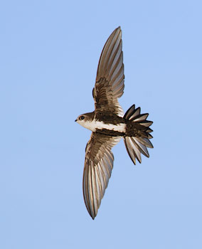 White-throated Swift (Aeronautes saxatalis) photo