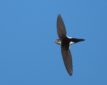 White-throated Swift (Aeronautes saxatalis) photo image
