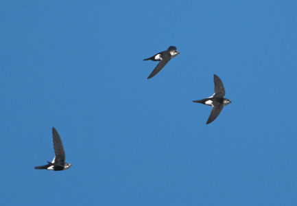 White-throated Swift (Aeronautes saxatalis) photo image