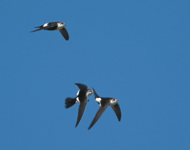 White-throated Swift (Aeronautes saxatalis) photo image