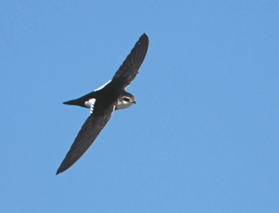 White-throated Swift (Aeronautes saxatalis) photo image