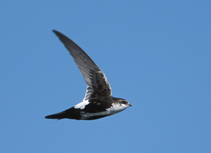 White-throated Swift (Aeronautes saxatalis) photo image