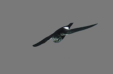 White-throated Swift (Aeronautes saxatalis) photo image