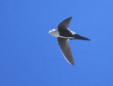 White-throated Swift (Aeronautes saxatalis) photo image