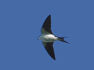 Bahama Swallow (Tachycineta cyaneoviridis) photo image