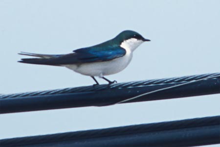 Bahama Swallow (Tachycineta cyaneoviridis) photo image