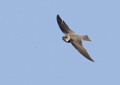 Sand Martin (Riparia riparia) photo image