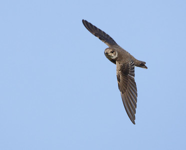 Sand Martin (Riparia riparia) photo image
