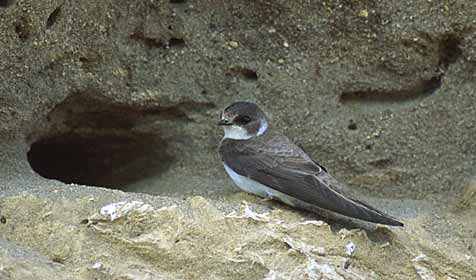 Bank Swallow (Riparia riparia) photo image