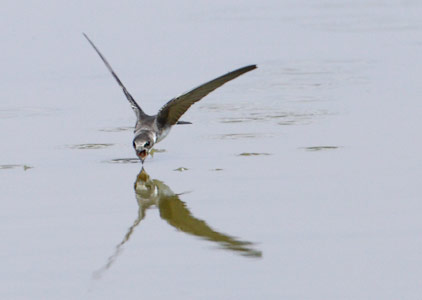 Bank Swallow (Riparia riparia) photo image