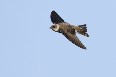 Sand Martin (Riparia riparia) photo image