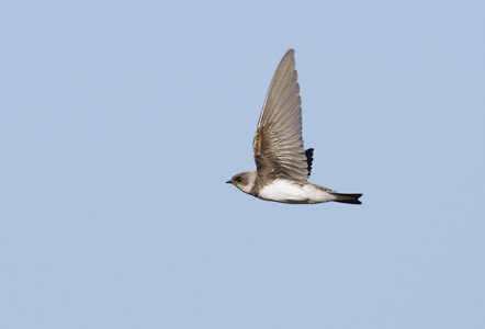 Sand Martin (Riparia riparia) photo image