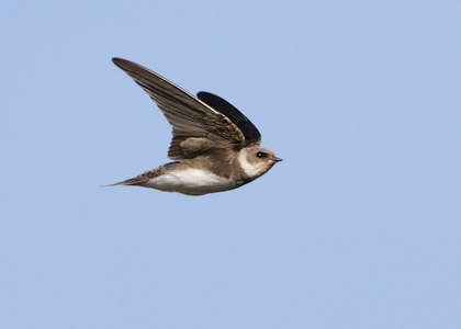 Bank Swallow (Riparia riparia) photo image