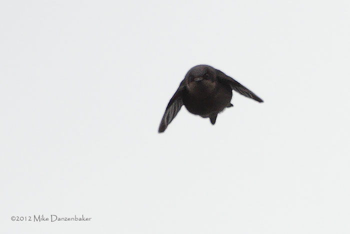 Brown-bellied Swallow (Notiochelidon murina) photo image