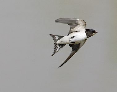 Barn Swallow (Hirundo rustica) photo image
