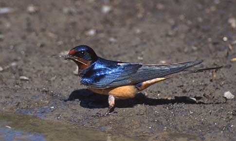Barn Swallow (Hirundo rustica) photo image